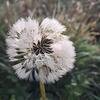 Fleurke