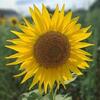 Fleurke