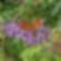 Fleurke