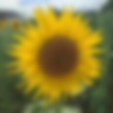 Fleurke