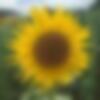 Fleurke