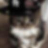 La_petite_tortue_023