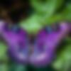 May_flower