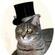 MrCat