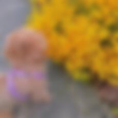 Sn_nc