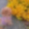 Sn_nc