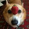 Two_headedDog