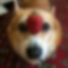 Two_headedDog