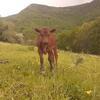 Vaca